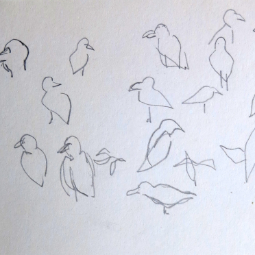 study of birds